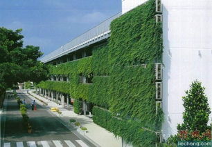 垂直绿化 对城市改造的借鉴鹿邑 百城提质 思考3